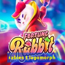 rabies t lagomorph