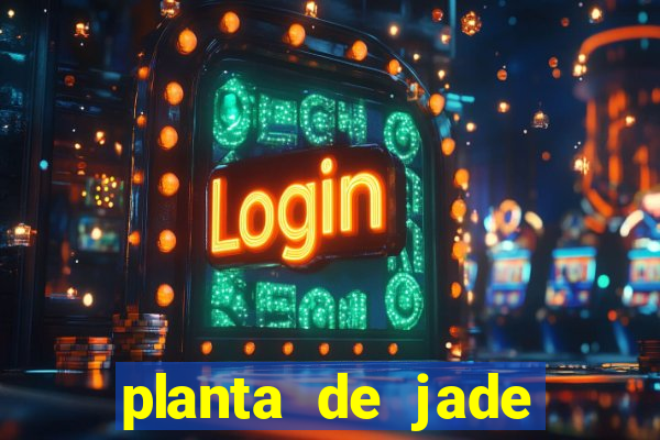 planta de jade significado espiritual